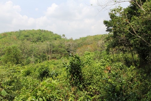 Elevated land overlooking rice paddy