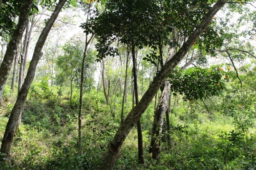 Elevated land overlooking rice paddy