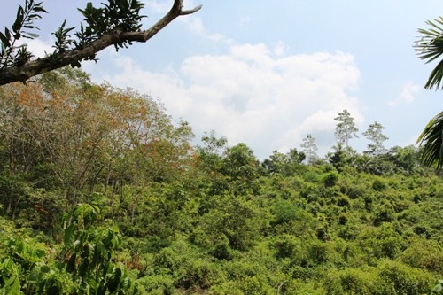 Elevated land overlooking rice paddy