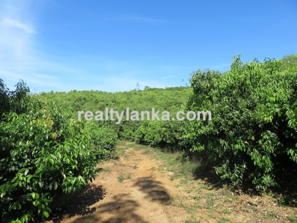 100 Acres Mix Plantation