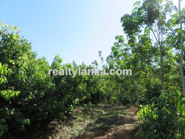 100 Acres Mix Plantation