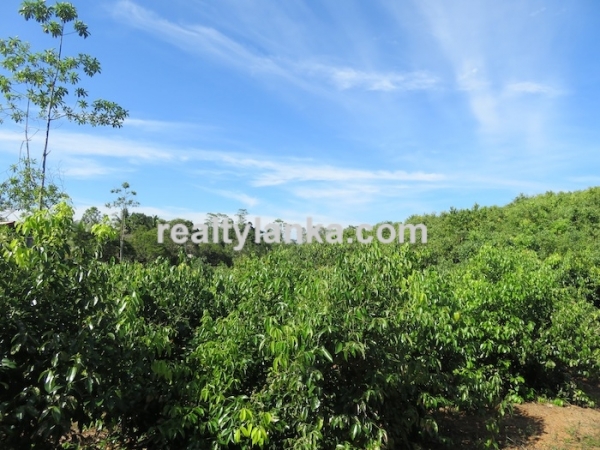 100 Acres Mix Plantation