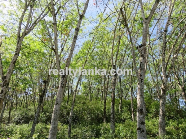 100 Acres Mix Plantation