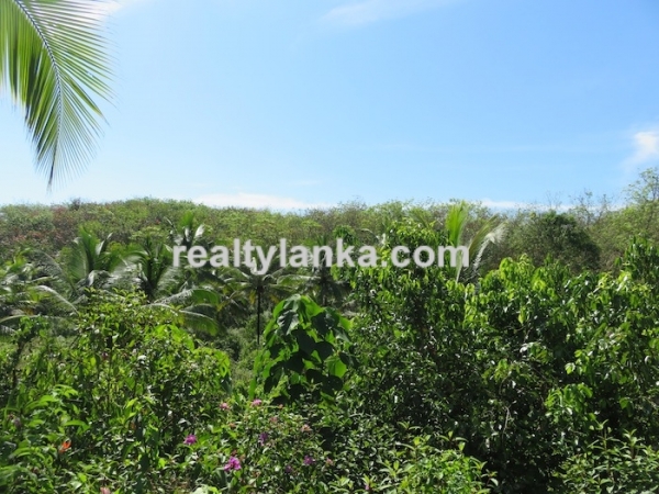 100 Acres Mix Plantation