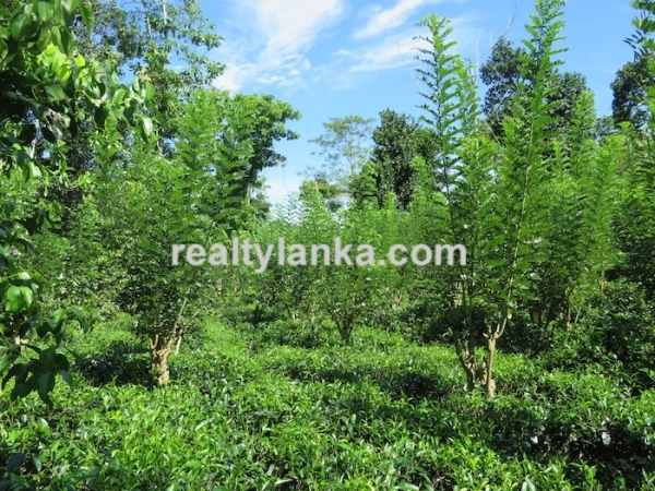 100 Acres Mix Plantation