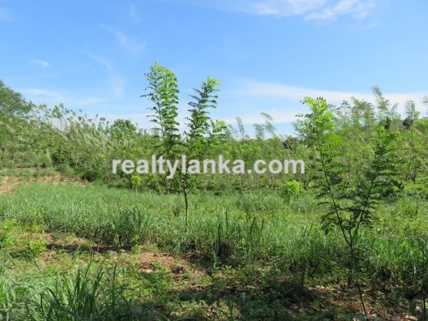100 Acres Mix Plantation