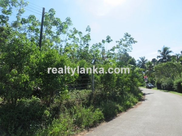 100 Acres Mix Plantation