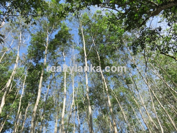 100 Acres Mix Plantation