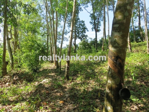 100 Acres Mix Plantation