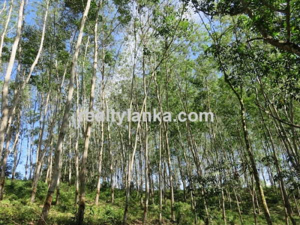 100 Acres Mix Plantation