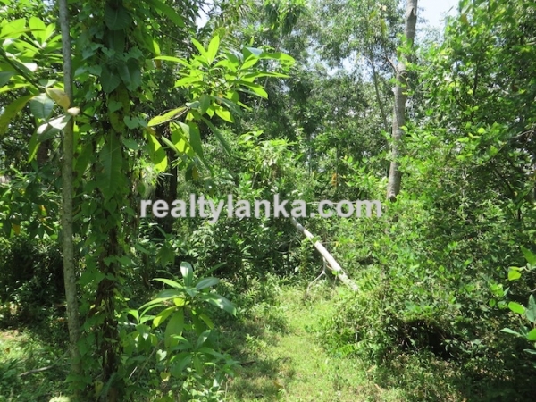 Inland Property Near Weligama Surfing Area
