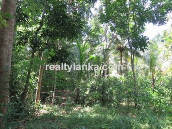 170 Perches Land In Midigama