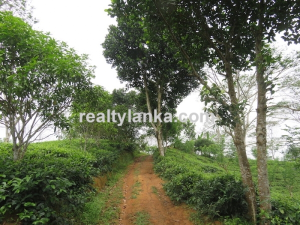 5 Acres Tea Estate Overlooking Paddy