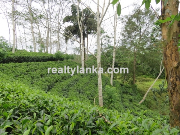 5 Acres Tea Estate Overlooking Paddy