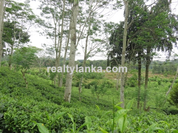 5 Acres Tea Estate Overlooking Paddy