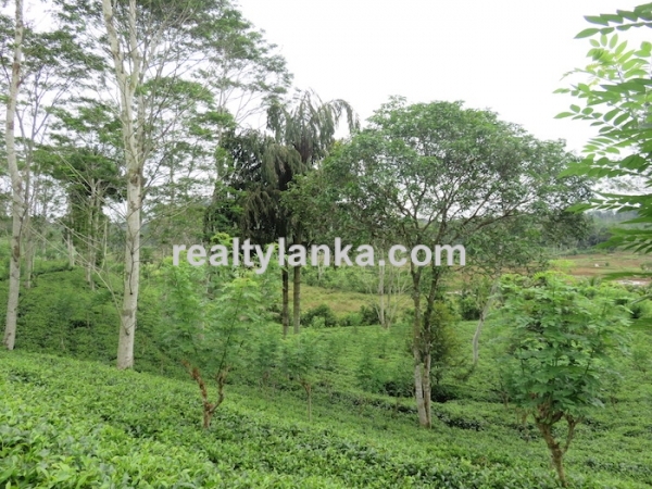 5 Acres Tea Estate Overlooking Paddy