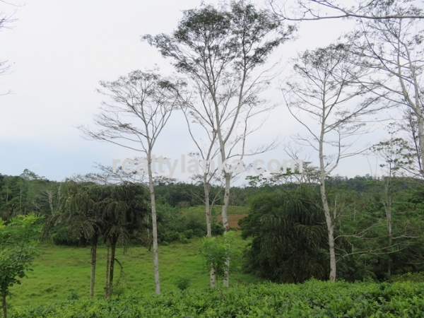 5 Acres Tea Estate Overlooking Paddy