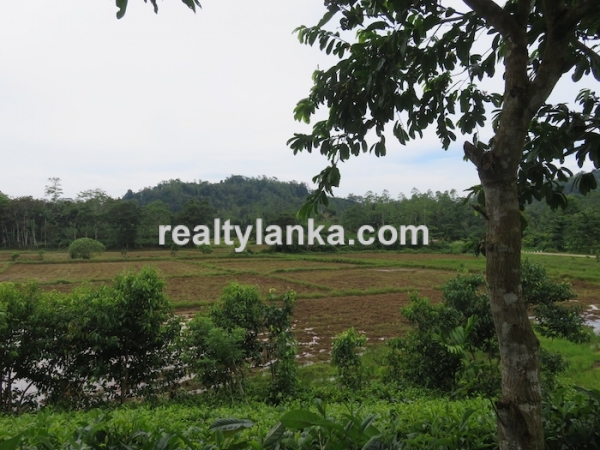 5 Acres Tea Estate Overlooking Paddy