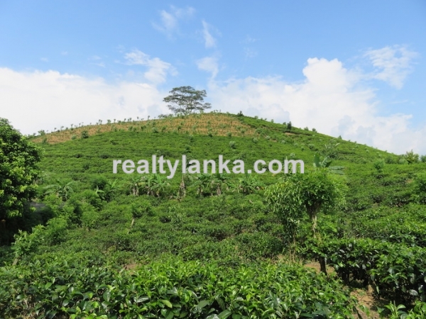 Tea Estate In Iduruwa