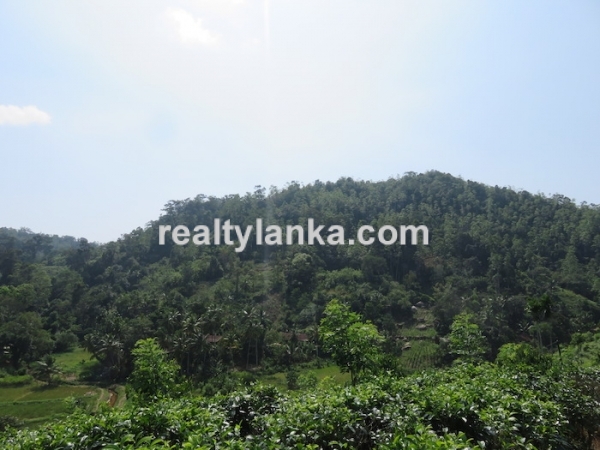 Tea Estate In Iduruwa