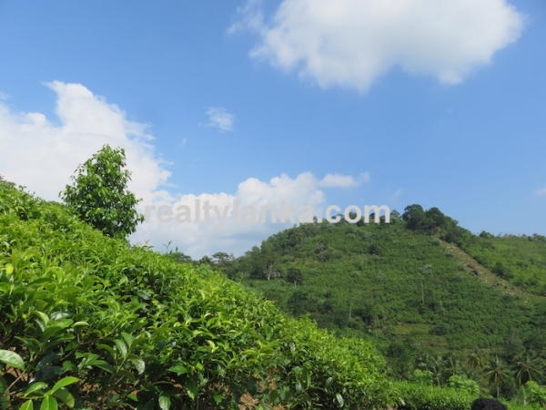 Tea Estate In Iduruwa
