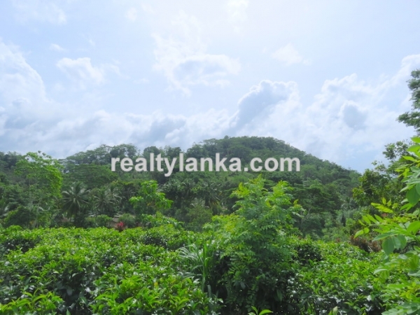 Tea Plantation In Waduraba