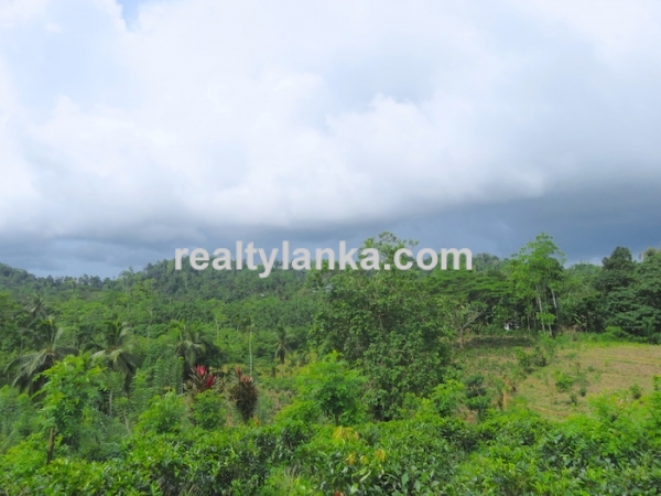 Tea Plantation In Waduraba
