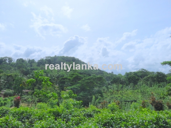Tea Plantation In Waduraba