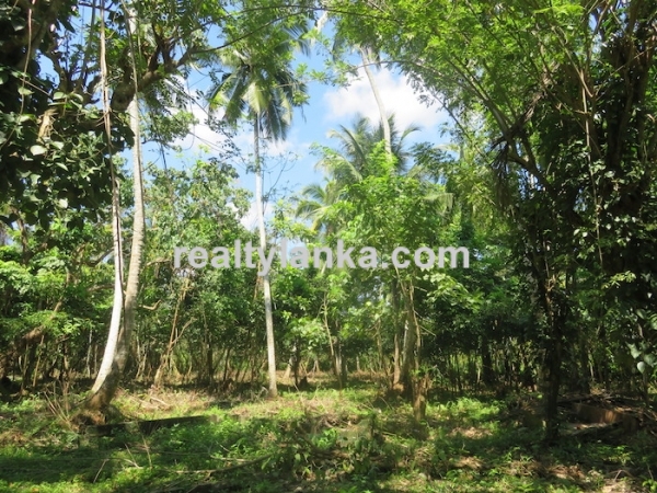 A Small Colonial House In Habaraduwa