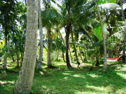 Coconut Island near Galle