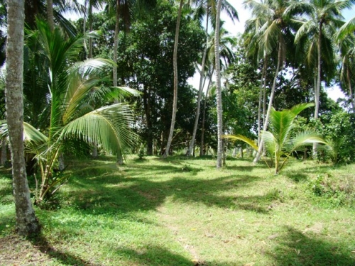 Coconut Island near Galle