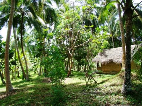 Coconut Island near Galle